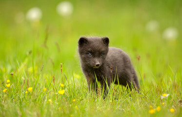 Portrait of a cute Arctic fox cub standing in a meadow