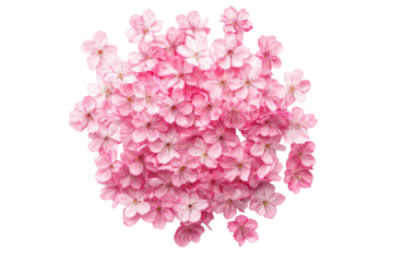 Cherry blossom petals transparent background png image nature vibrant colors white environment