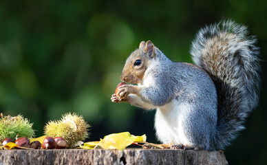 Grey squirrel eating sweet chestnut fruit in autumn