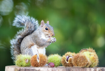 Grey squirrel eating sweet chestnut fruit in autumn