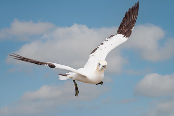 Northern gannet in flight against blue sky