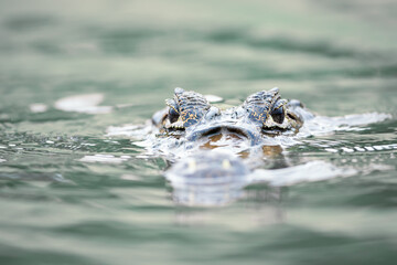 Portrait of a Yacare caiman in the water