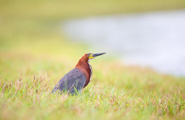 Close-up of a rufescent tiger heron standing in the grass near a lake