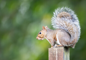 Portrait of a cute curious grey squirrel standing on a garden fence post