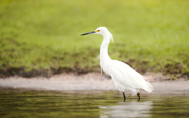 Snowy egret wading in shallow water