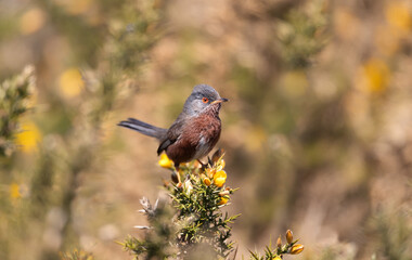 Dartford warbler perched on gorse with yellow blossoms