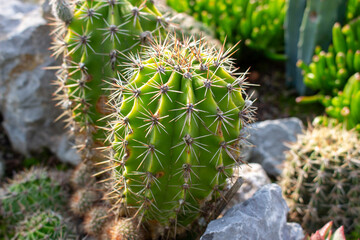 Close-up of green cactus with sharp spines: detailed shot for botany lovers.
