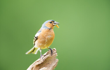 Portrait of a common chaffinch perched on a tree branch with a worm in its beak
