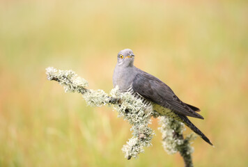 Portrait of a common cuckoo perched on a tree branch in a meadow