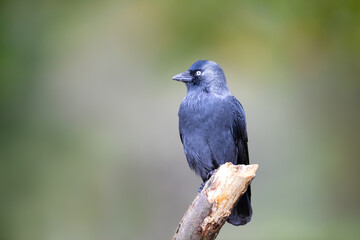 Portrait of a jackdaw perched on a tree branch against a clear green background