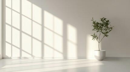 Fototapeta premium Minimalist Indoor Space with Potted Plant and Natural Light Effects