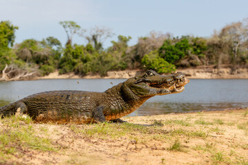 Close-up of a Yacare caiman on a riverbank with a piranha in its jaws