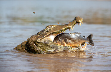 Portrait of a Yacare caiman in the water with a piranha in its jaws