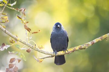 Portrait of a jackdaw perched on a tree branch against a clear green background