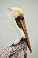bird pelican juvenile blue eye