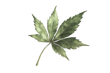 Delicate green maple leaf transparency background png format nature transparent white