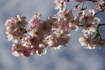 Cerisier en fleurs au printemps