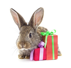 Grey rabbit and gifts.