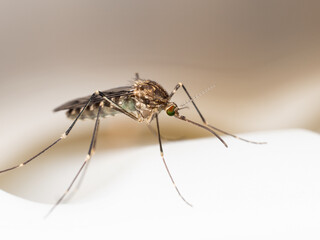 P6070142 mosquito, Aedes species, on water surface, white dish, cECP 2024