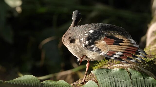 Sunbittern, Eurypyga helias, bird in the nature habitat. Sunbittern i n the forest, first light in the nature. Wildlife Costa Rica. Birdwatching in Central America. Bird in the nature habitat.