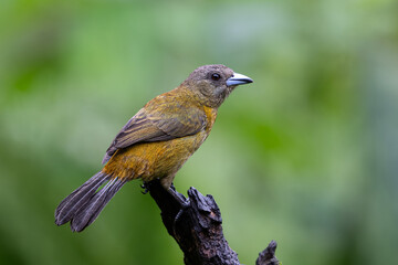 Fototapeta premium The scarlet-rumped tanager, Ramphocelus passerinii, female