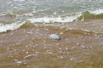 Anapa, Krasnodar Territory, Russia 05.08.2025: a jellyfish washed up on the sandy shore of the...