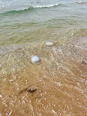 Anapa, Krasnodar Territory, Russia 05.08.2025: a jellyfish washed up on the sandy shore of the Black Sea in August