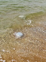 Anapa, Krasnodar Territory, Russia 05.08.2025: a jellyfish washed up on the sandy shore of the Black Sea in August