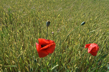 Naklejka premium red poppy flower in green wheat field