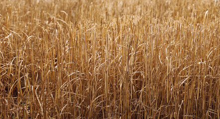 Harvested wheat field with cut ears. Golden brown autumn in the Russian countryside. cut dry grass. Natural background. Harvest fall season. freshly cut wheat field harvest leaving straw stems