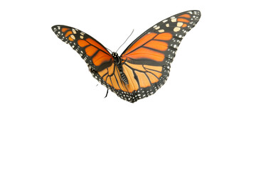 Fototapeta premium Monarch butterfly on transparent background png format nature scene with white environment