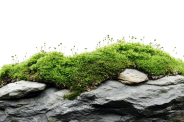 Lush green moss on rocky surface nature scene png transparency background white environment close-up view