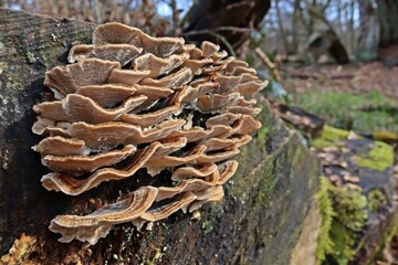 Schmetterlings-Tramete (Trametes versicolor) auf Totholz