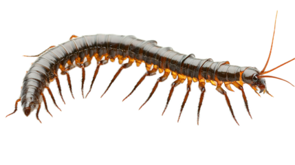 Exploring the fascinating world of centipedes natural habitat macro photography close-up biological diversity