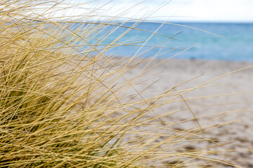 A beach with a bunch of grass on it Baltic Sea in Germany