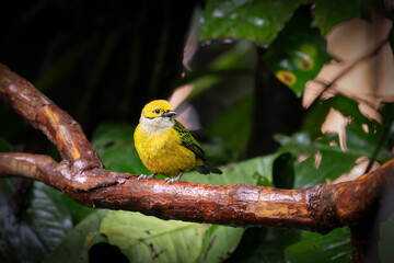 Tangara icterocephala, The silver throated tanager is species of passerine bird