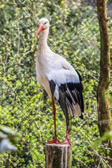 A white and black bird standing on a wooden post