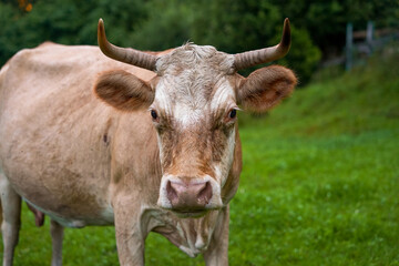 Naklejka premium Brown horned cow close-up