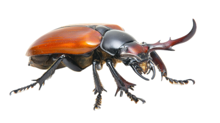 Dramatic capture of a horned beetle macro photography studio setting close-up view insect anatomy exploration for nature enthusiasts