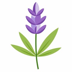 pink flower illustration on white background