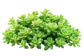Obraz premium Lush green succulent plants transparent background png format nature close-up view vibrant growth