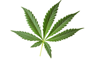 Cannabis leaf png transparent background nature botanical art minimalist design white environment