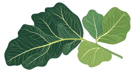 Obraz premium Detailed green leaves with veins on white background