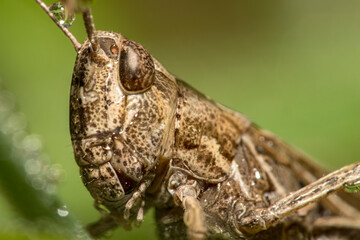 A detailed close-up of a grasshopper with intricate patterns on its body. Tiny dewdrops cling to the antennae, adding to the humid atmosphere, against a natural green background.