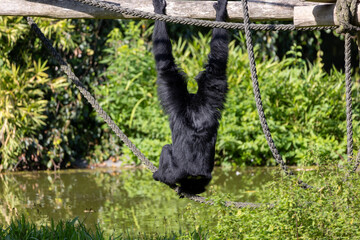 Siamang, black furred gibbon in zoo