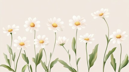 Fototapeta premium Delicate white daisies with green leaves on light background