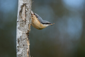 Close-up of a blue nuthatch on a tree trunk
