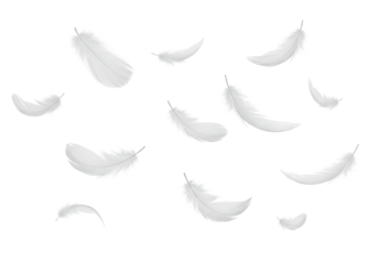 Isolated Falling White Feathers on a Clean White Background
