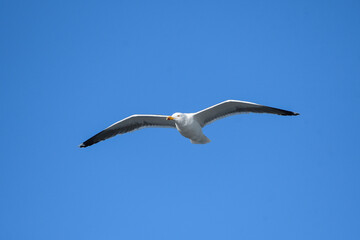 Close-up of a yellow-legged gull in flight