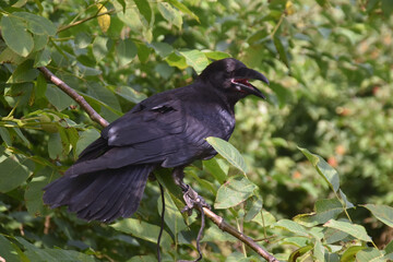raven on a branch